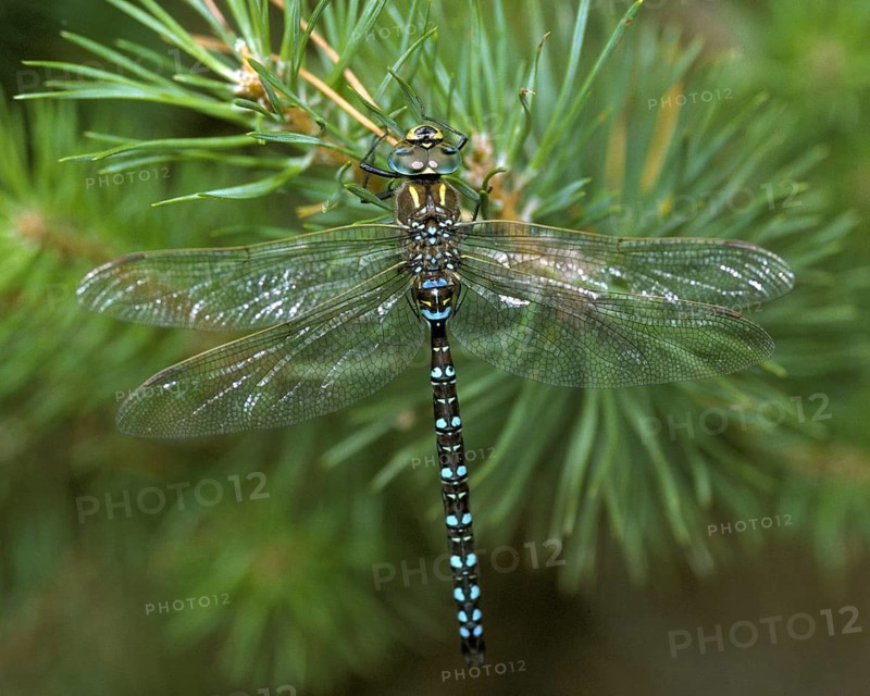 Aeshna Juncea, Common Hawker, Peat Mosaic Maiden, Anisoptera, Damselflies, Dragonflies, Insects, Leo, Dragonflies, Male, Odonata
