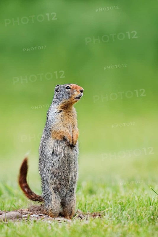 A Columbia ground squirrel (Urocitellus columbianus, Spermophilus columbianus) stands upright in a meadow, Waterton Lakes National Park, Alberta, Canada