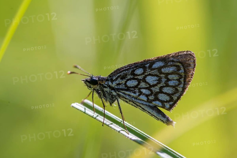 Hesperiidae, heteropterus morpheus, large chequered skipper, mirrorspot thighead, butterfly, thighead, insects, butterfly, butterflies