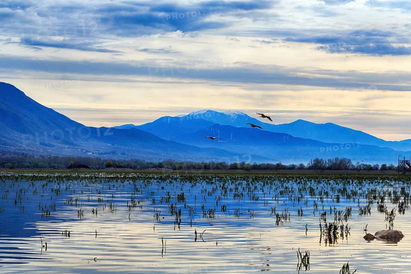 Crested pelicans (Pelecanus crispus) in flight, shallow shoreline areas, wetland habitat, impressive mountain backdrop, birdwatching, Lake Kerkini, Kerkini Lake, morning atmosphere, Central Macedonia, Greece