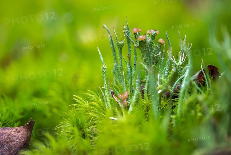 Cladonia gracilis, slender cup braid, smooth horn lichen, delicate shrub lichen, delicate cup braid, lichen