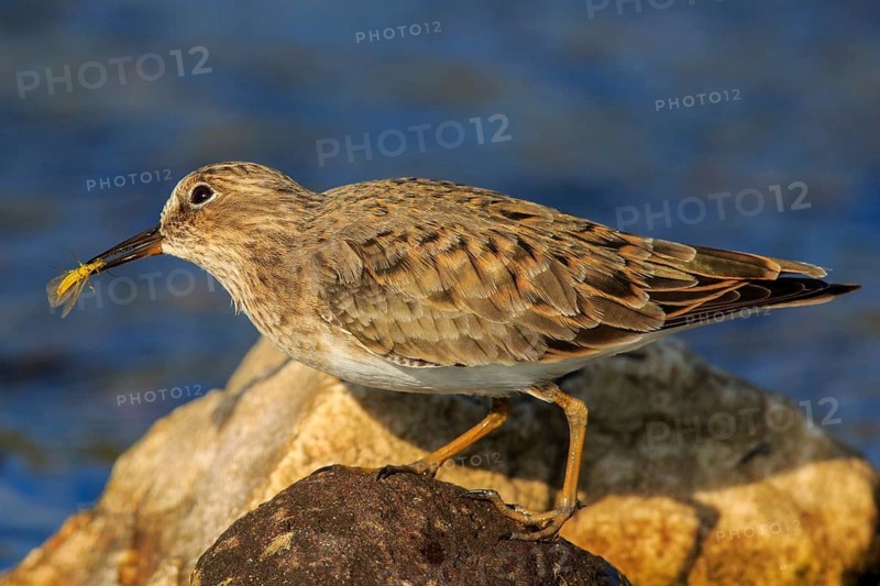 Temminck's Stint (Calidris temminckii), Greece