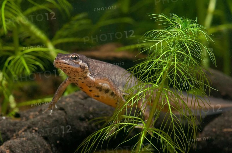 Lissotriton vulgaris, smooth newt, triturus vulgaris, amphibians, amphibians, female, amphibians, amphibians, female