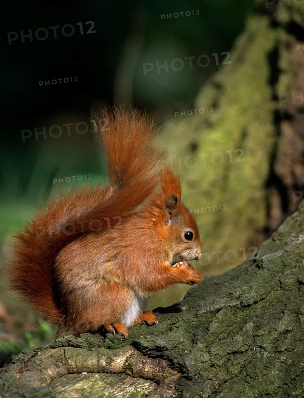 Squirrels, rodents, rodentia, sciurus vulgaris, squirrel, high size, vertical format, mammals, rodents, mammals