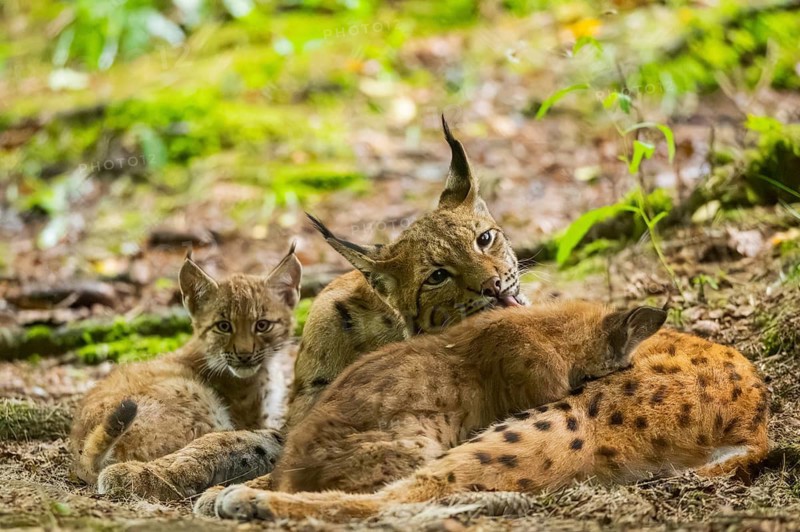 Eurasian lynx (Lynx lynx) mother with her youngsters (cubs) in a forest, Bavaria, Germany