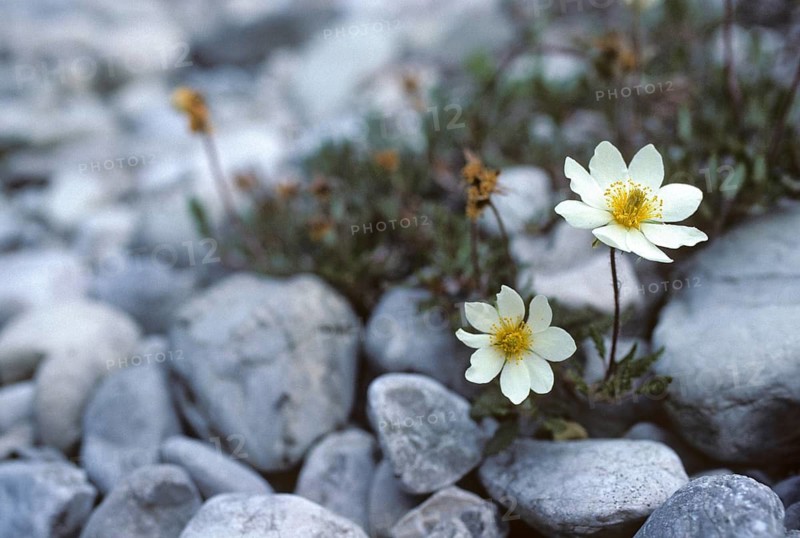 Dryas octopetala, rosaceae, rose family, silverroot, flora, mountain avens, plants, white dryad, white dryas
