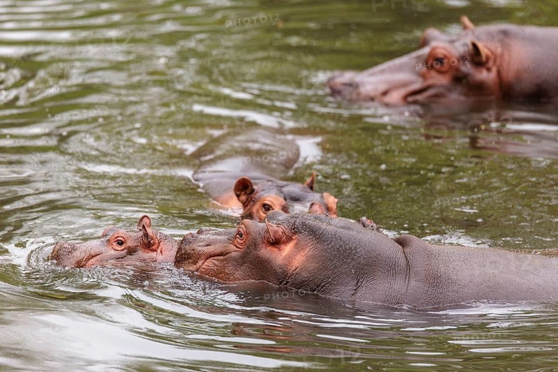 A small group of hippos (Hippopotamus amphibius) is swimming in a river. Democratic Republic of the Congo, Uganda, Tanzania, Kenya, Ethiopia, Somalia, Sudan, Gambia, South Africa
