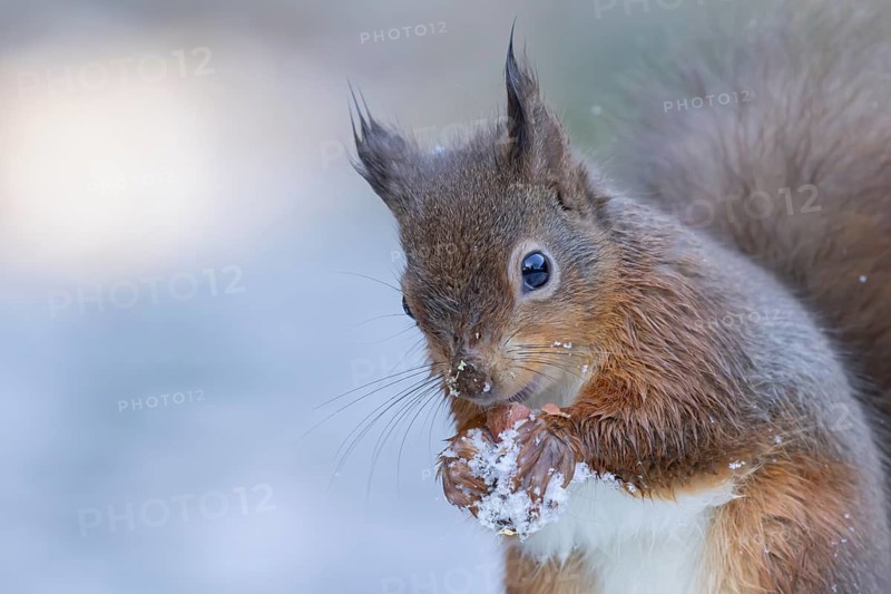 Red squirrel (Sciurus vulgaris) adult animal feeding on a hazelnut in a snow covered woodland in winter, England, United Kingdom