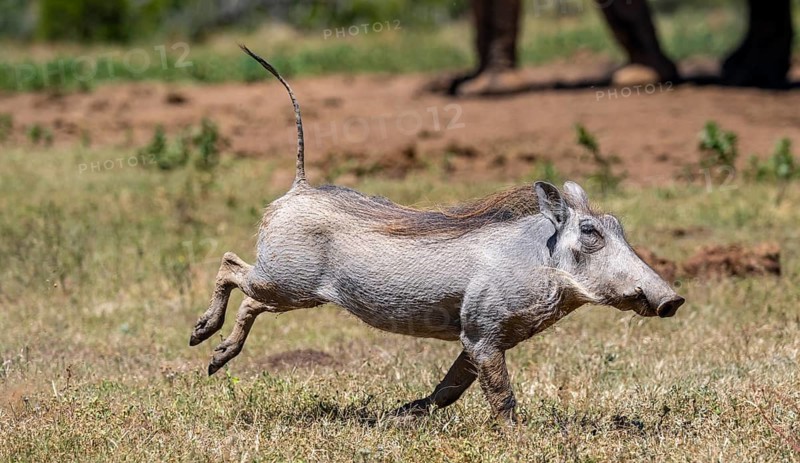 Warthog (Phacochoerus africanus) running with tail raised, Addo Elephant National Park, Eastern Cape, South Africa