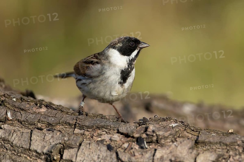 Reed bunting (Emberiza schoeniclus) adult male bird on a tree log, England, United Kingdom