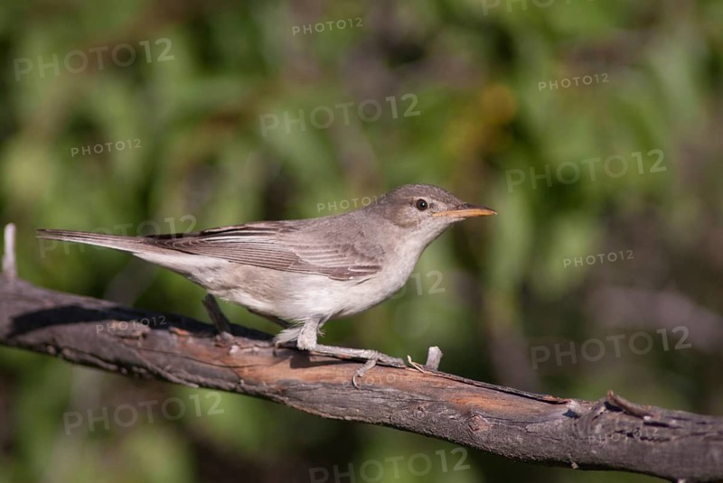 Pale mockers, Hippolais pallida, iduna pallida, olivaceous warbler, birds, Bulgaria, passeri, songbirds, birds