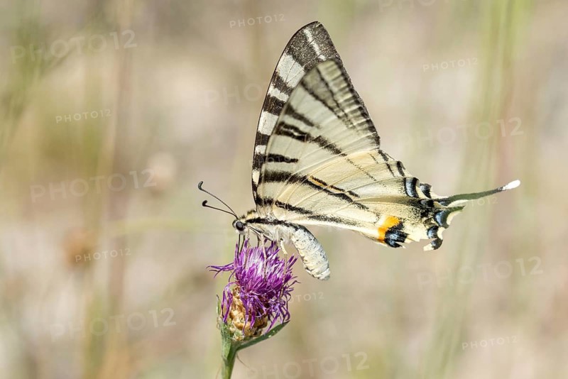 Brandenburg, Germany, Iphiclides Podalirius, Nabu project, national natural heritage, natural paradise Grünhaus, Scarce swallowtail, sailbutterfly, post-mining landscape, butterfly, green house, insects, pear-tree swallowtail, sail swallowtail, butterfly, butterflies