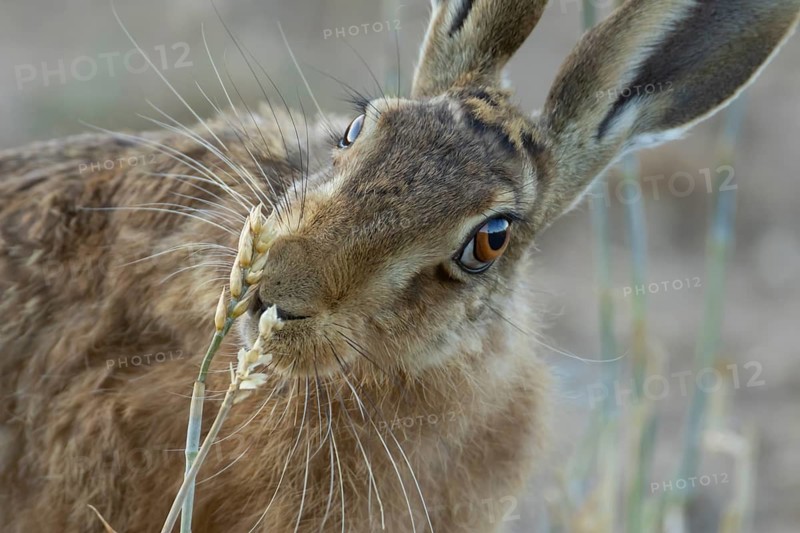 European brown hare (Lepus europaeus) adult animal eating a wheat plant in a farmland field in summer, England, United Kingdom