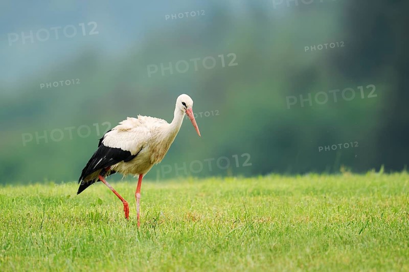 White stork (Ciconia ciconia) in a meadow, Baden-Württemberg, Germany