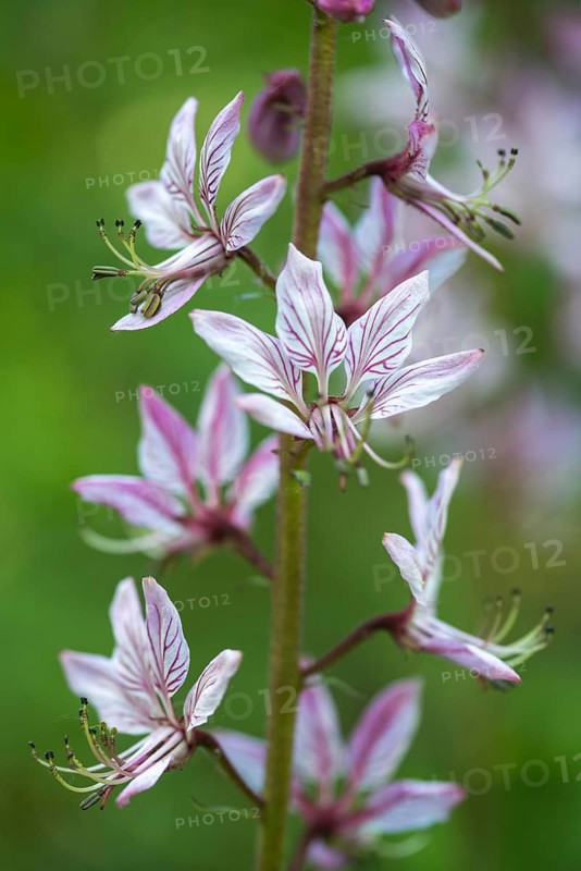 Ashwort, Burning Bush, Dictamnus Albus, Diptam, Rutaceae, Burning Bush, Dittany, Flora, Fraxinella, Gas Plant, High Size, Portrait Format, Plants