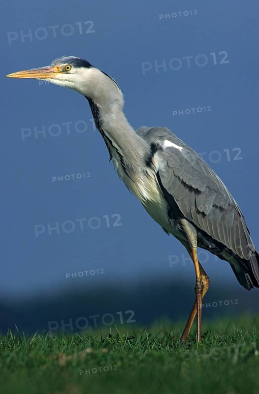 Ardea cinerea, heron, gray heron, adult, birds, ciconiiformes, adult, sexually mature, high size, portrait format, leo, heron, walking birds, waitbirds, birds