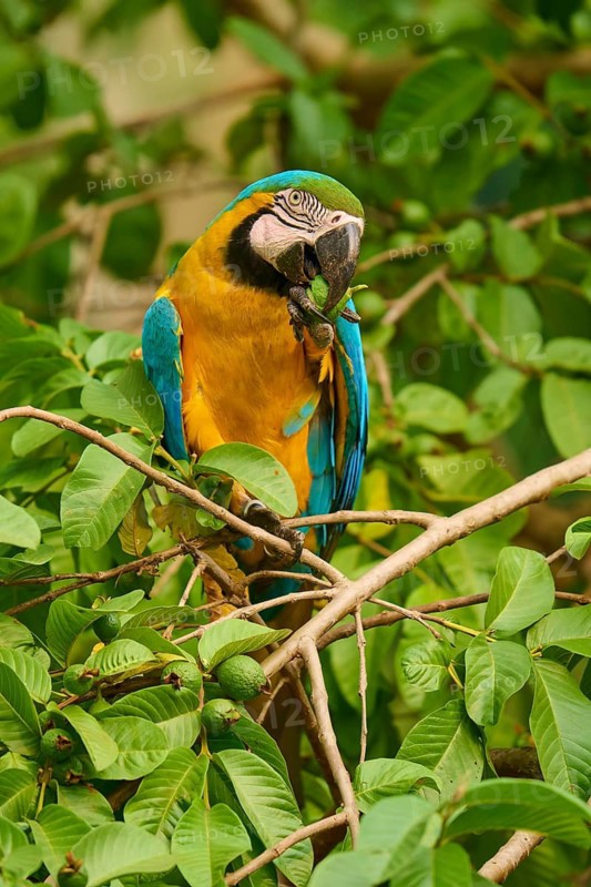 Parrot eating fruit amongst green twigs and leaves, Yellow-breasted Macaw (Ara ararauna), Bonito, Pantanal, Brazil