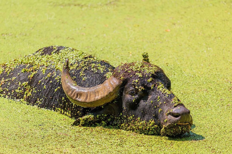 A water buffalo (Bubalus bubalis) swims in a pond covered with duckweed (Lemnoideae). Its head and body are covered with duckweed. Czech Republic