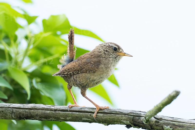 A wren (Troglodytes troglodytes) perched on a branch against a green background in its natural habitat, Hesse, Germany