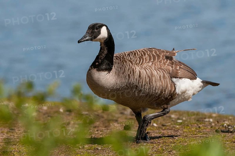 Branta Canadensis, Canada Goose, Canada Goose, Sweden, Anatidae, Birds, Duckbirds, Goose, Geese, Geese, Sweden, Birds, Waterbirds