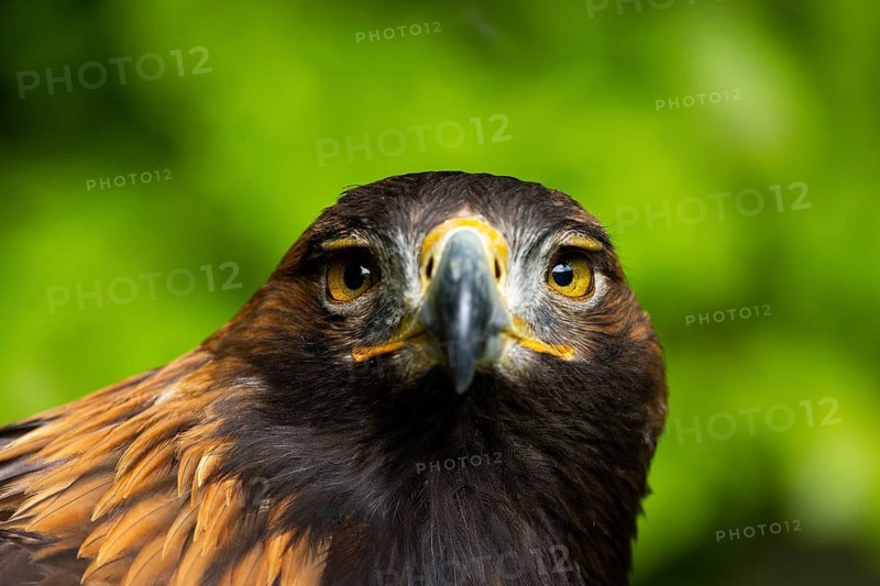 A direct gaze from an eagle with dark plumage and golden eyes, a golden eagle (Aquila chrysaetos), adult, animal portrait, in winter, the Bohemian Forest, the Czech Republic