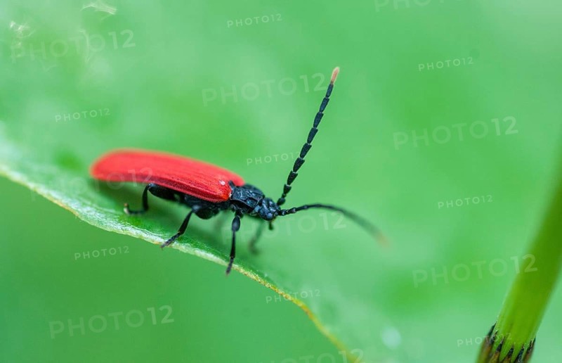 Small redcover beetle, Platycis minutus, red-blanket beetle, small net-winged beetle, tiny web beetle, beetle, coleoptera, insects, beetles