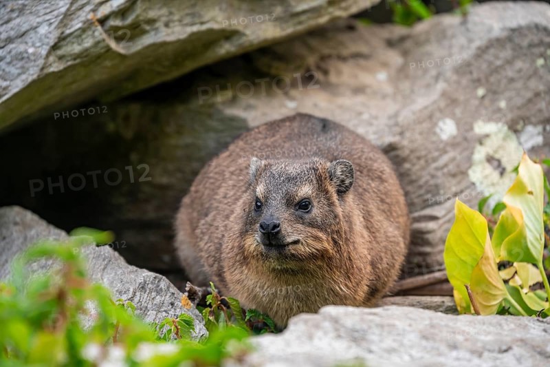 Steppe forest tree hog or southern tree hog (Dendrohyrax arboreus), South Africa