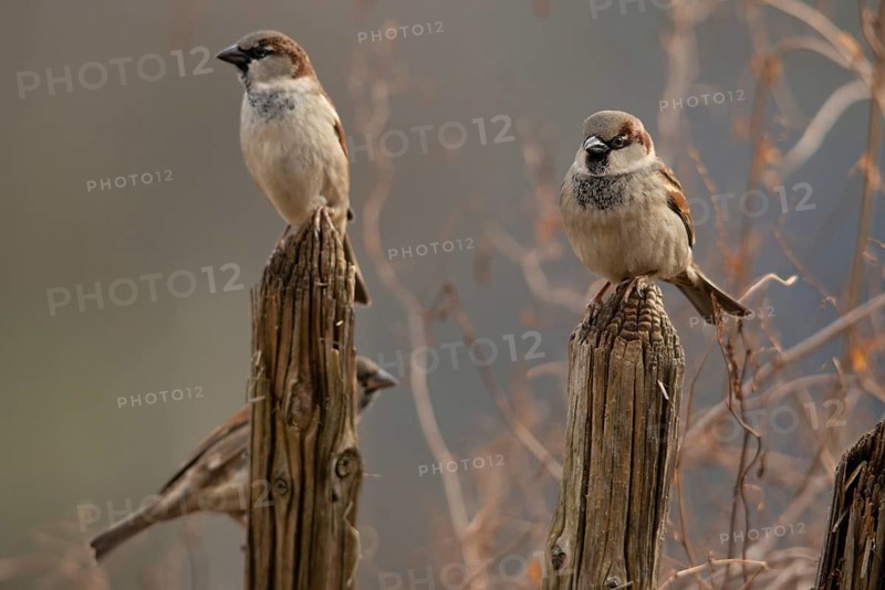 House sparrow, Passer domesticus, sparrow, birds, garden, garden fence, male, passeri, songbirds, song birds, sparrow, sparrow, sparrow, sparrow, sparrow, sparrow, birds