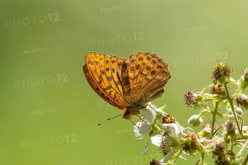 Silver-washed fritillary butterfly (Argynnis paphia) adult insect feeding on Bramble flowers in summer, Suffolk, England, United Kingdom