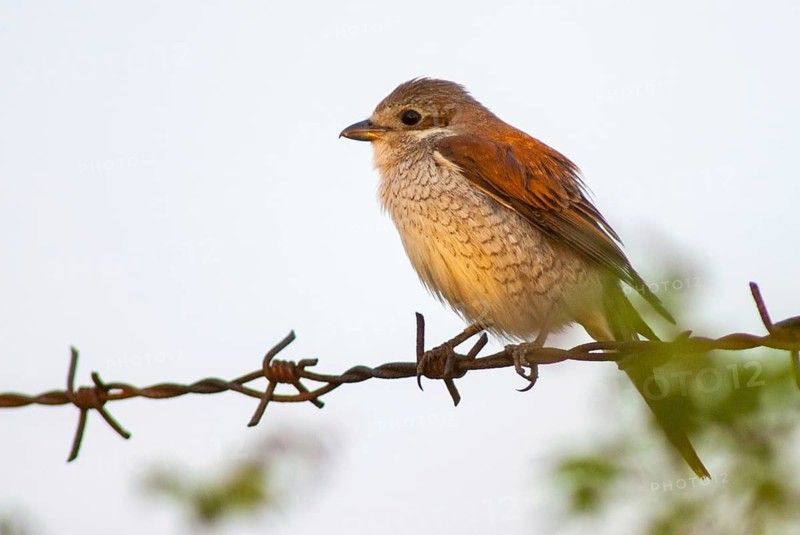 Lanius Collurio, red-backed shrike, redback shrike, birds, female, passeri, songbirds, songbirds, birds, female, shrike