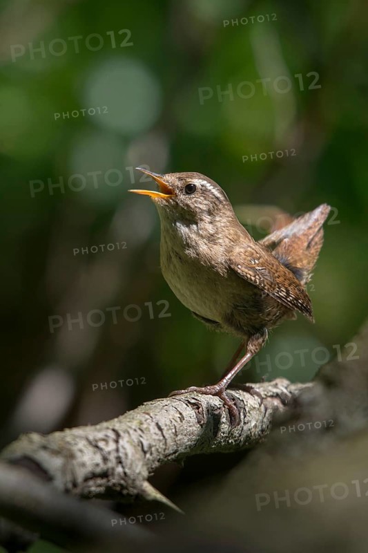 Troglodytes troglodytes, wren, birds, song, high size, portrait format, passeri, singing, songbirds, birds