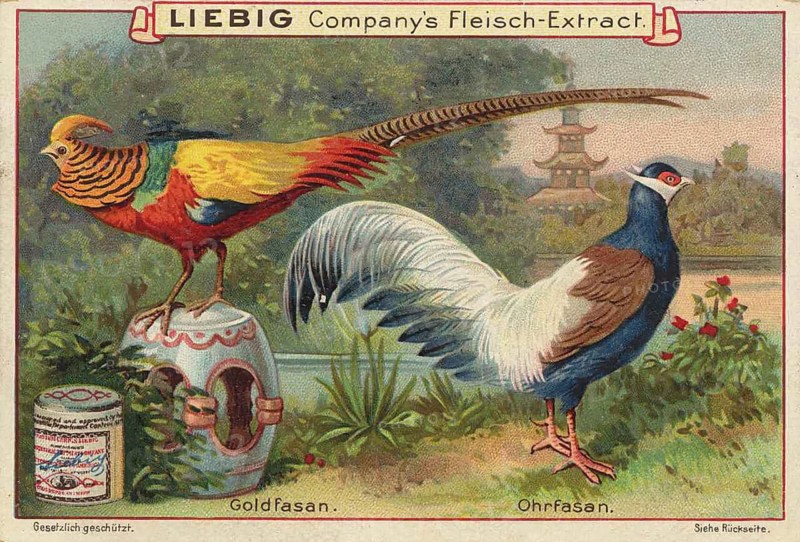 Picture series pheasant birds, golden pheasant, Chrysolophus pictus, and earpheasant, crossoptilon, favorite picture, digitally restored reproduction of a collector's painting from around 1900, exact date unknown