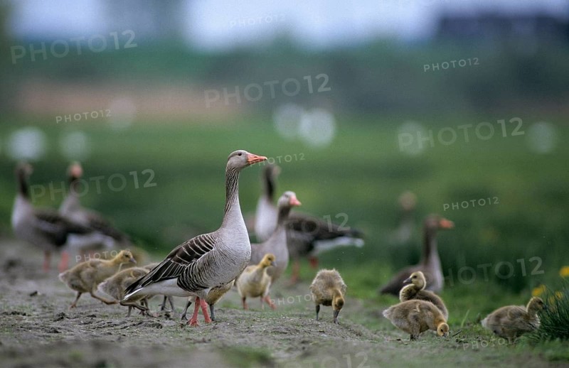 Anser Anser, Greylag or Graylag Goose, Grelag Goose, Adult, Anatidae, Birds, Duckbirds, Adult, Goose, Geese, Goose, Gössel, Adolescent, Juvenile, Leo, Birds, Waterbirds