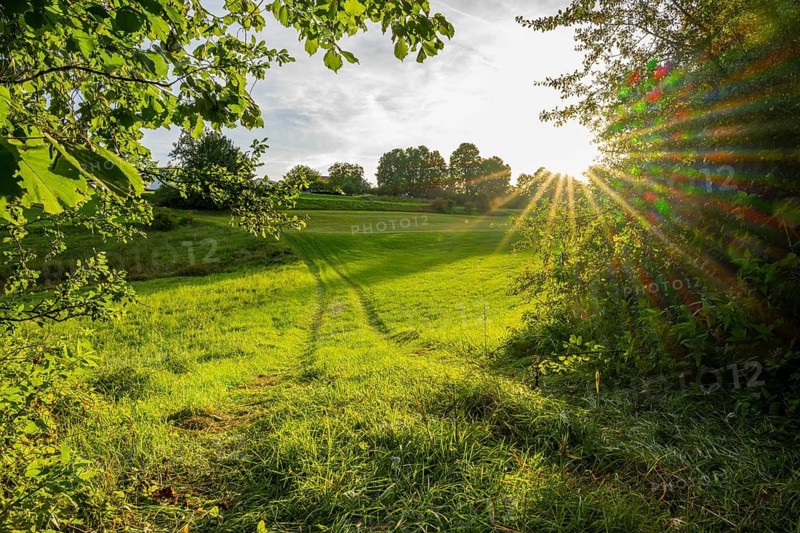 Landscape of meadow and bushes at evening light, Upper Palatinate, Bavaria, Germany
