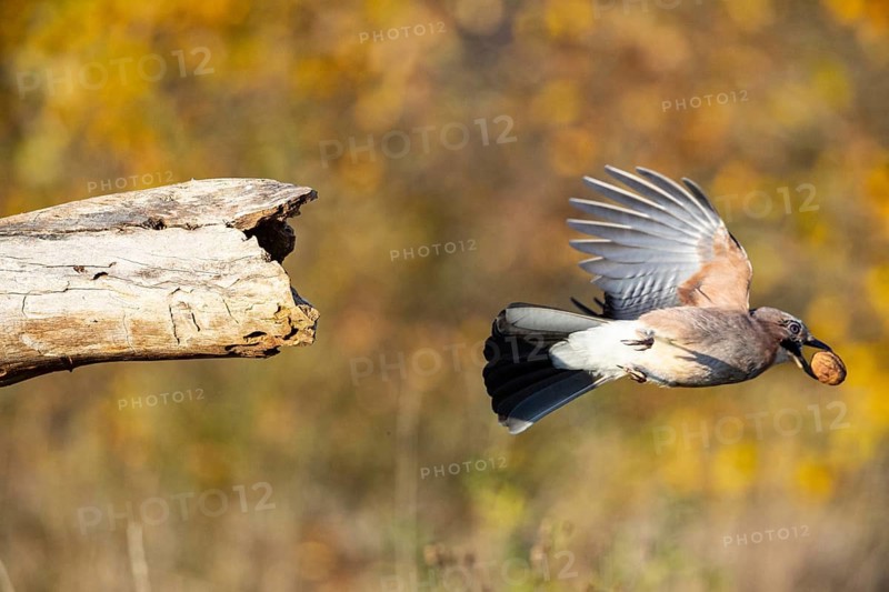 Eurasian jay (Garrulus glandarius) Germany