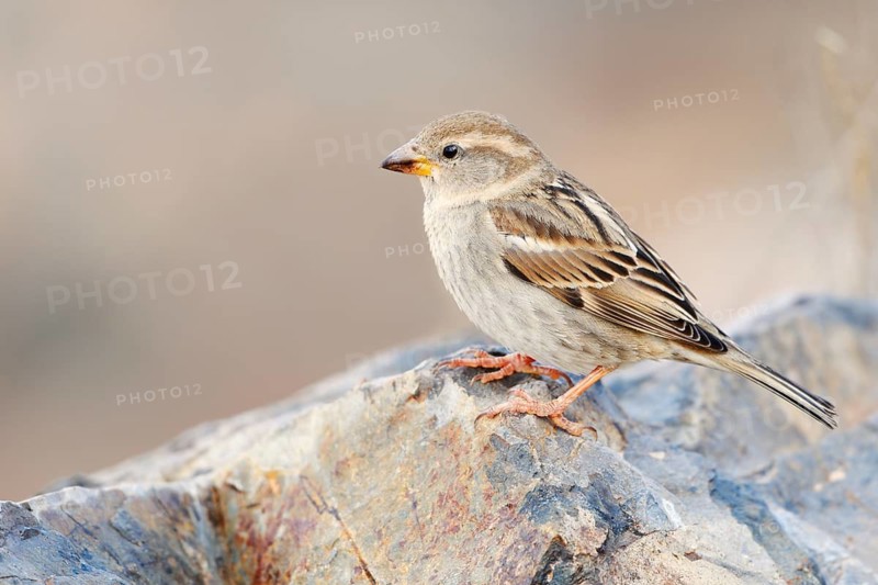 Spanish Bunting (Passer hispaniolensis), female, Fuerteventura, Canary Islands, Spain
