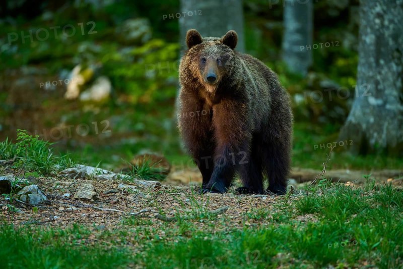 A calm brown bear in the forest, surrounded by greenery, European brown bear (Ursus arctos), Slovenia