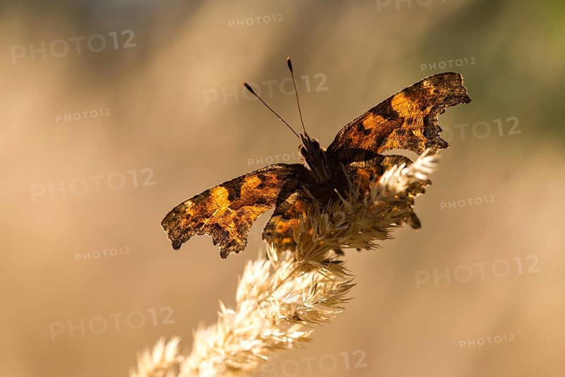 C-butterfly, comma butterfly, nymphalis c-album, polygonia c-album, butterfly, insects, butterfly, butterflies