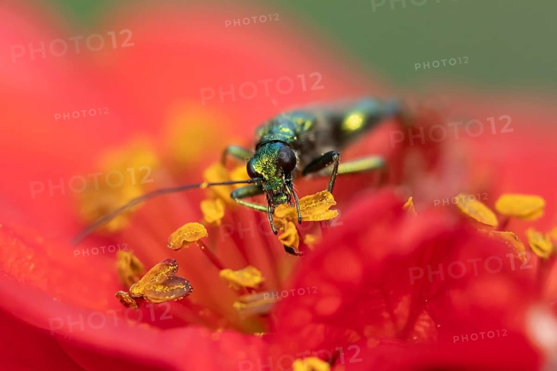 Thick-legged flower beetle (Oedemera nobilis) adult insect feeding on a garden red Geum flower in summer, Suffolk, England, United Kingdom