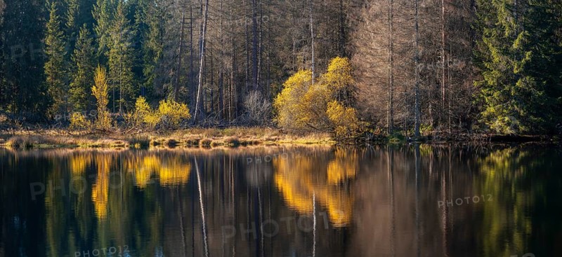 Small lake in the Thuringian Forest in autumn, forest reflected, Ochsenbacher Teich, Thuringia, Germany