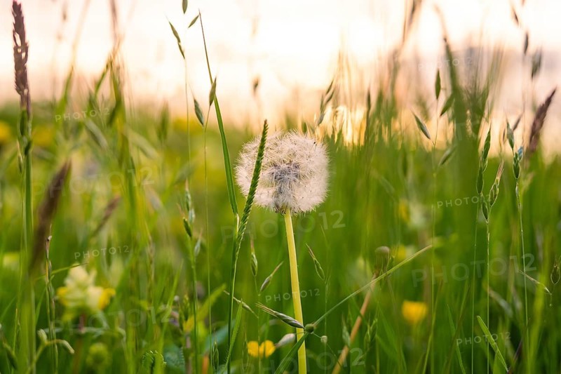 Close-up of a blooming dandelion in a meadow in soft evening light, Gechingen, Hecken and Gäu region, Landreis Calw, Germany