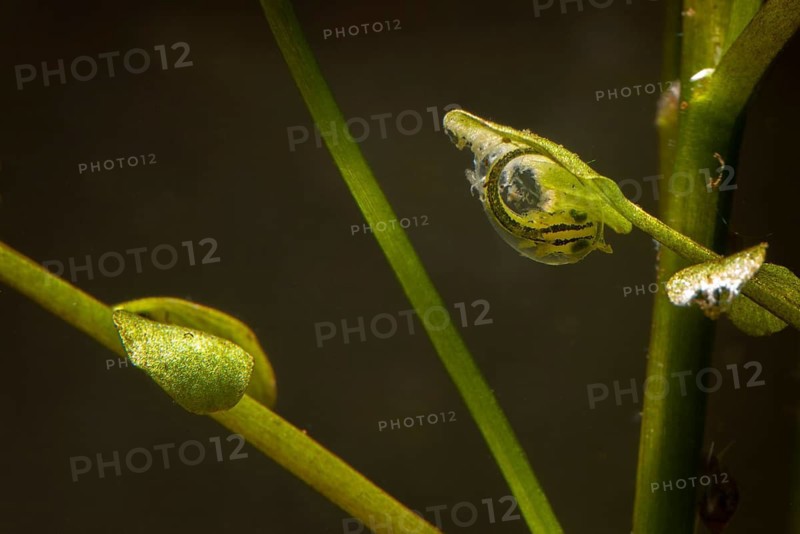 Great Crested Newt, Crested Newt, Northern Crested Newt, Triturus Cristatus, Amphibians, Amphibians, Hatching, Larva, Larva, Amphibian, Northern Crested Newt, Hatching, Warty Newt