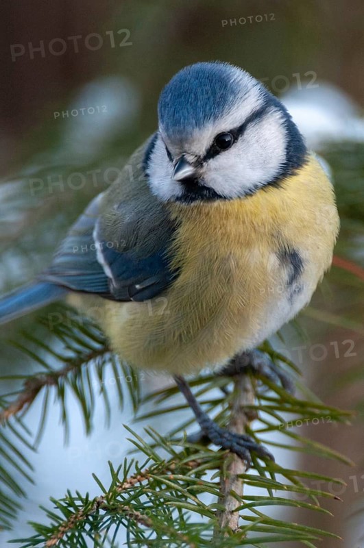 Blue tit, parus caeruleus, birds, high size, portrait format, tits, passeri, snow, songbirds, snow, songbirds, tits, birds, winter