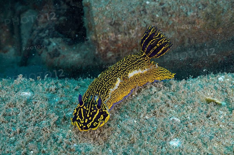 Brightly coloured nudibranch, yellow-and-purple star snail (Felimare picta), dive site: the Meteor wreck, Russian hydrofoil, Arguineguín, Gran Canaria, Spain, Europe, Atlantic Ocean