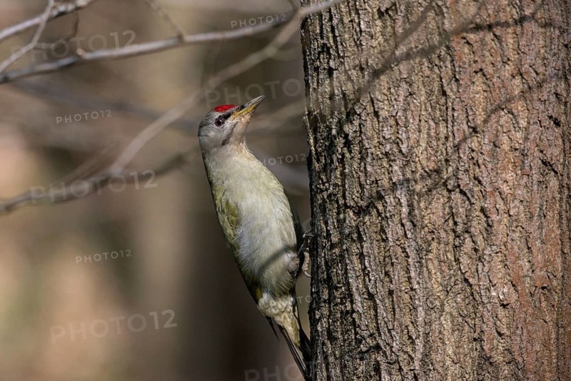 Grey-headed Woodpecker woodpecker, grey-faced woodpecker, grey-headed woodpecker, picus canus, birds, high size, portrait format, male, piciformes, woodpeckers, birds, woodpecker