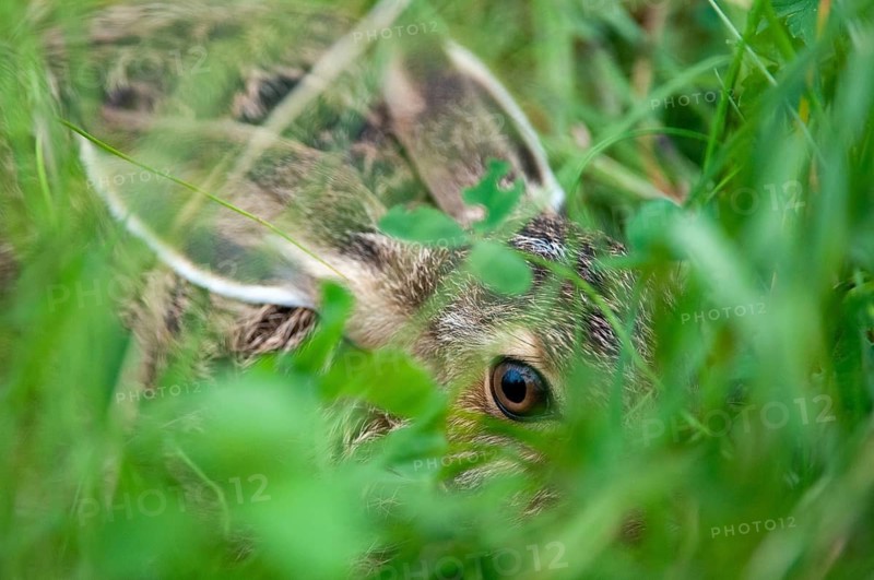 European hare, hares, hares, lagomorpha, lepus europaeus, bunny, hare, adolescent, juvenile, mammals, mammals