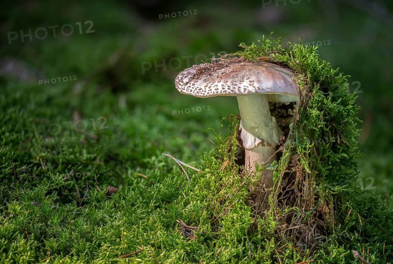 Amanita rubescens, meat mushroom, yellow-ringed pearl mushroom, golmoth, gargle stomach, pug, girl mushroom, pearl sponge, pearl bulge, pustular bulge, reddening bulbous leaf mushroom, reddening bulbous mushroom, peeling mushroom, blusher, fungi, fungus, mushrooms