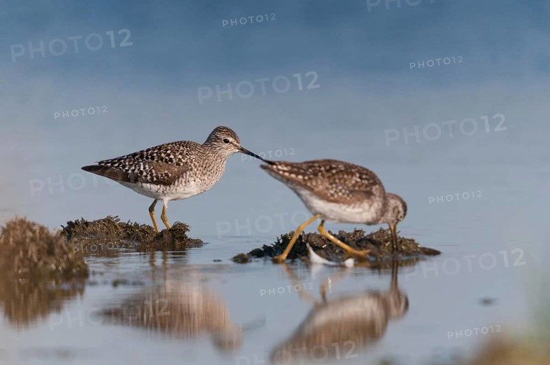 Bruchwasserlaeufer, tringa glareola, wood sandpiper, birds, charadriiformes, limikolen, mirror, snipe birds, scolopacidae, mirror image, birds, waders, waders