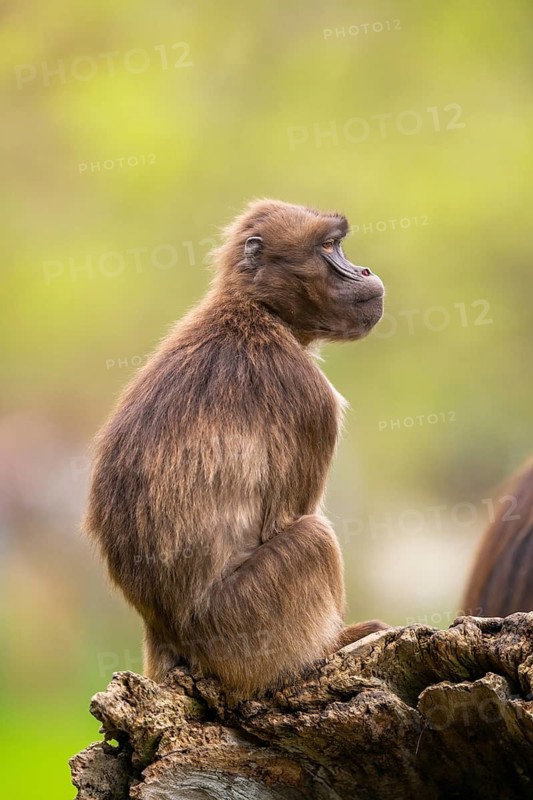 Gelada (Theropithecus gelada) female sitting on an old tree trunk, captive, distribution africa