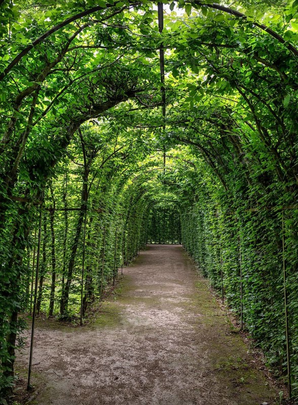 Arbour made of common hornbeam (Carpinus betulus), Upper Franconia, Bavaria, Germany